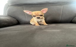 Chihuahua dogs for sale: Chihuahua for sale  - Image 18