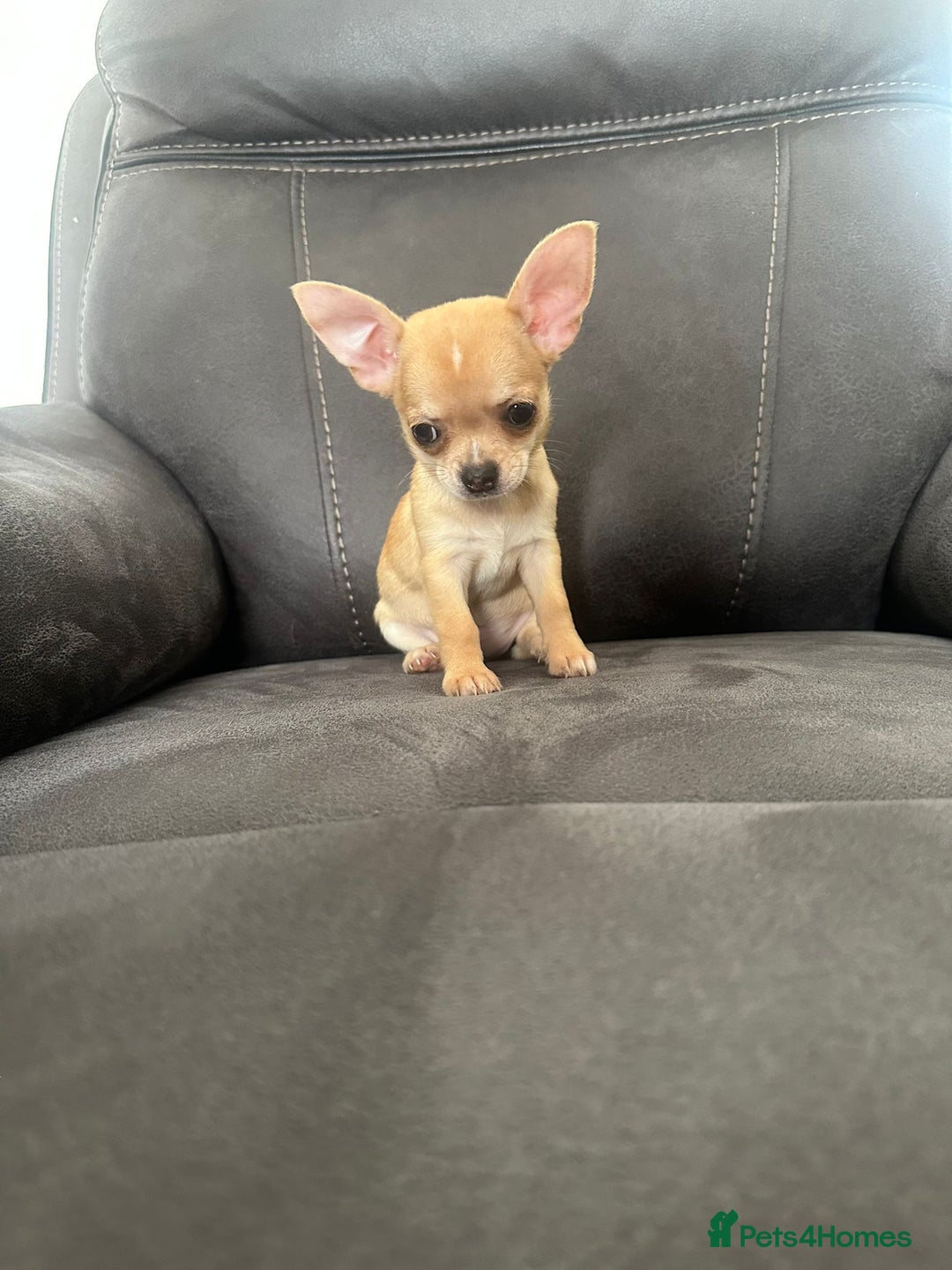 Chihuahua dogs for sale: Chihuahua for sale  - Image 18