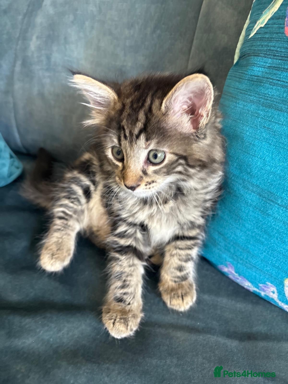 Mixed Breed cats Only 3 LEFT- 6 beautiful kittens.  - Advert 1