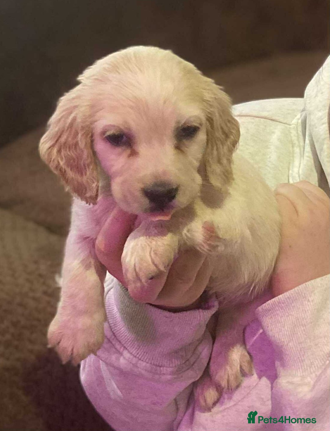 Bocker dogs for sale: Bocker puppies  - Image 2