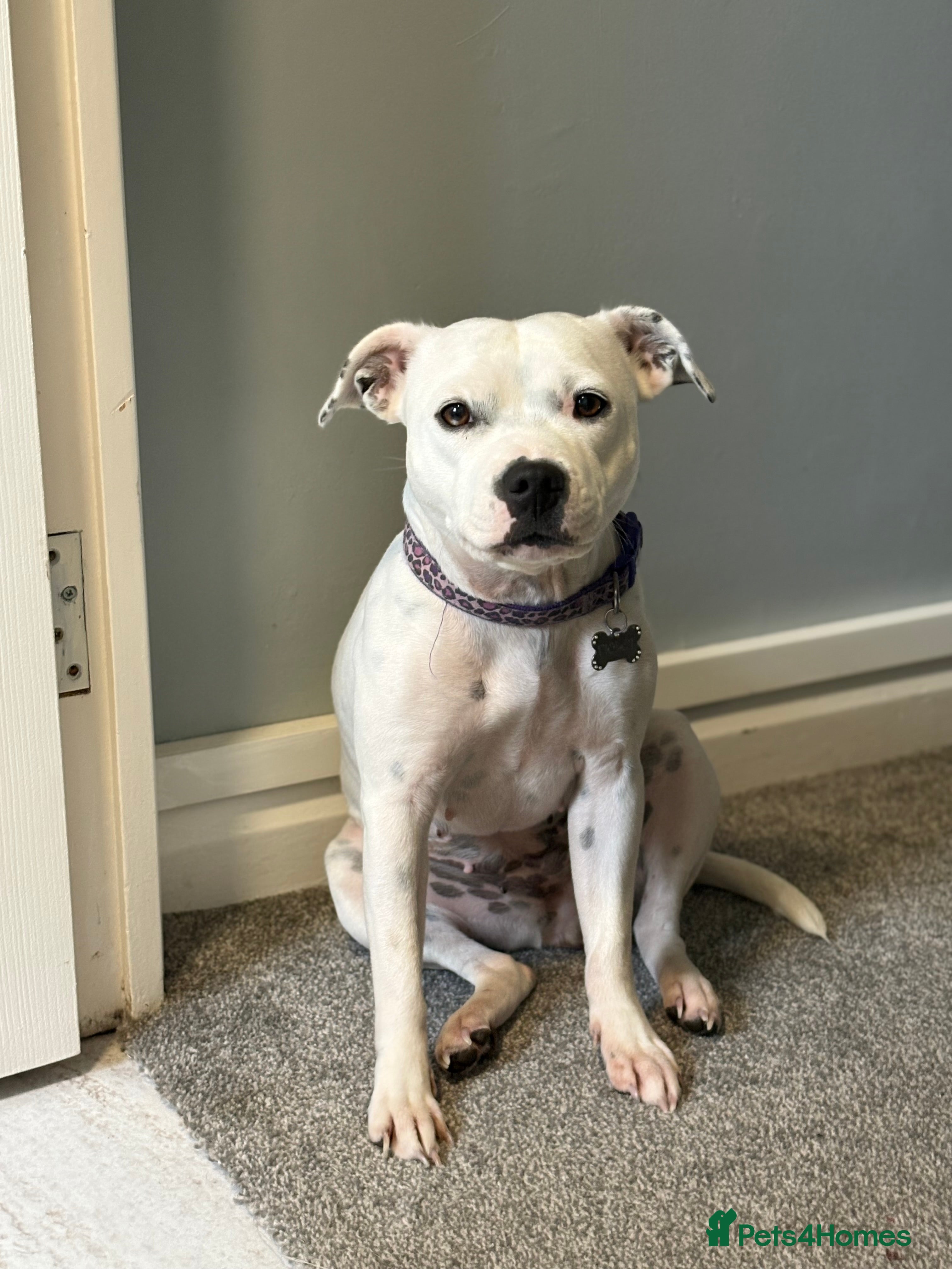 Staffordshire Bull Terrier dogs White Staffordshire bull terrier - Advert 17