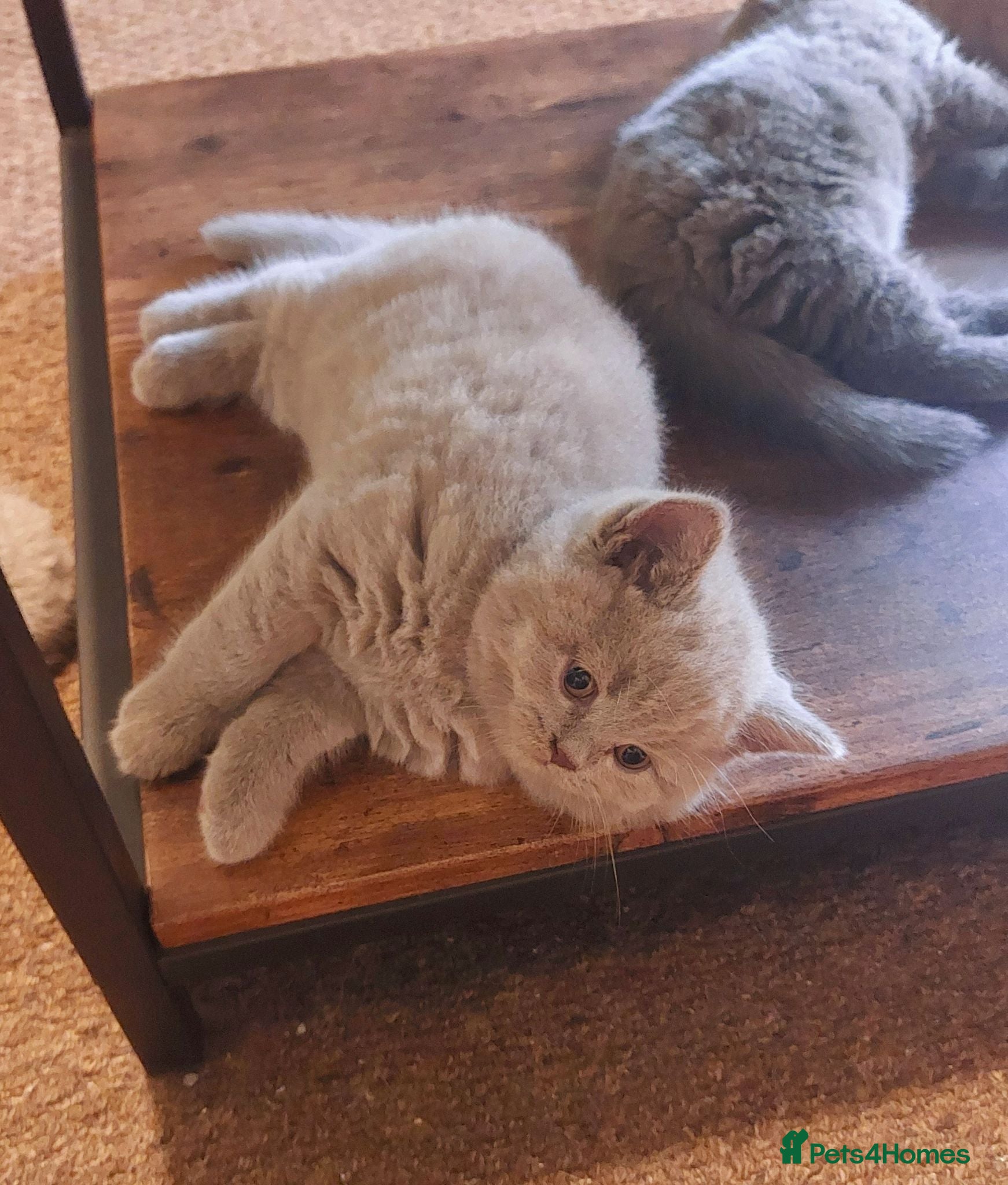 British Shorthair cats ⭐️ Exceptional GCCF registered kittens ⭐️ - Advert 2