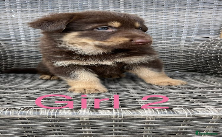 German Shepherd dogs - Advert 1