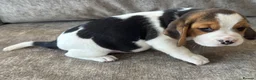 Beagle dogs for sale: 🐶 BEAUTIFUL KC REGISTERED CHUNKY BEAGLE PUPPIES🐶 - Advert 10