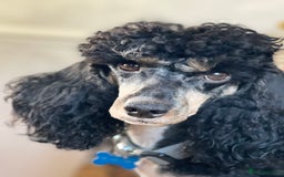 Poodle dogs for stud: GORGEOUS PHANTOM POODLE STUD  - Image 17