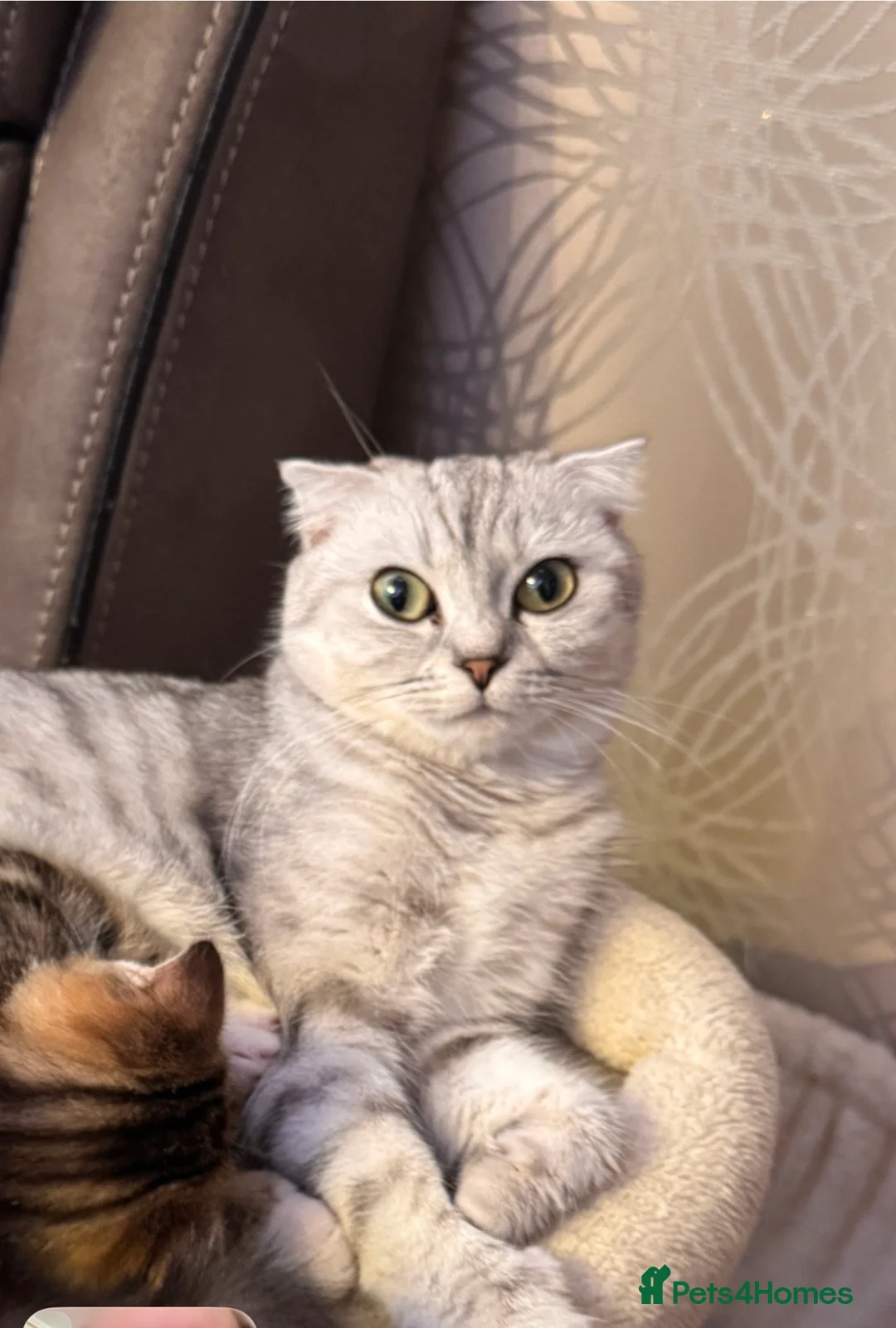 Scottish Fold cats for sale: Scottish fold - Advert 5