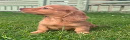 Miniature Dachshund dogs for sale: Red long hair miniature daschund puppies - Advert 12