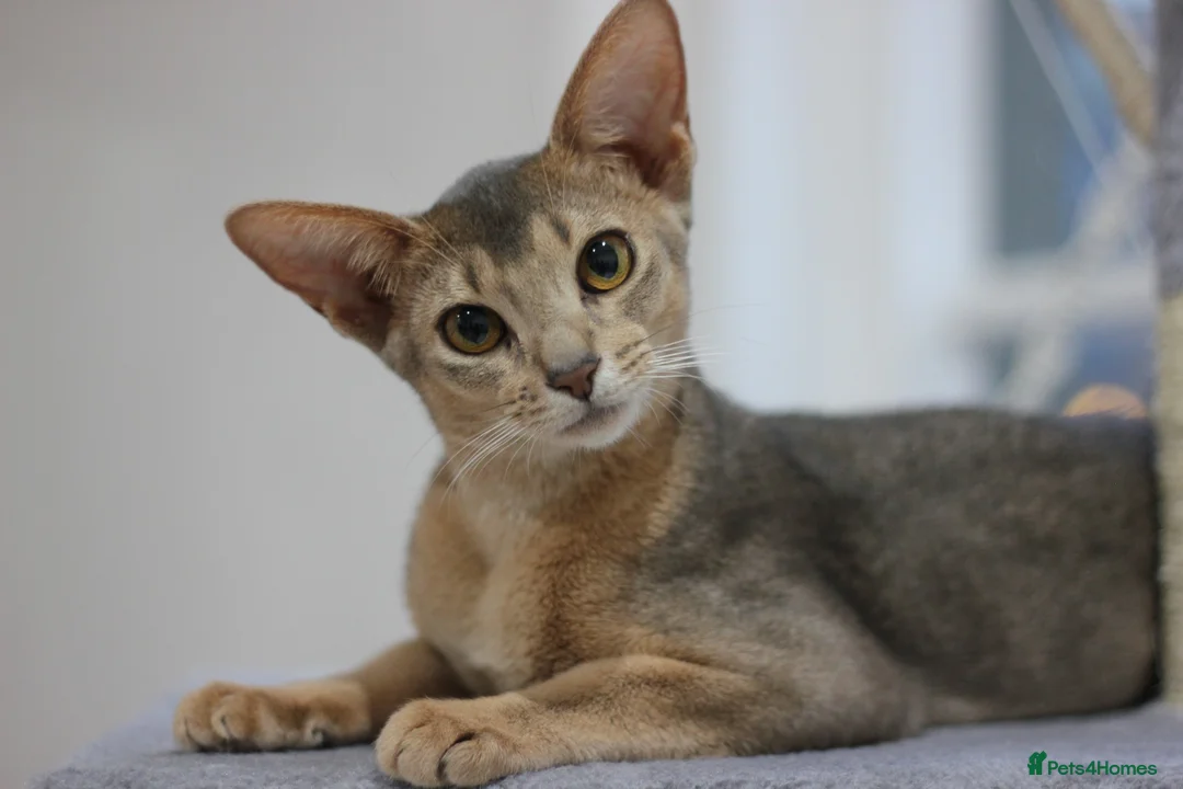 Abyssinian cats for sale: Adorable Abyssinian Kittens – Ready After 5th June - Advert 1