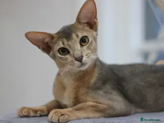 Abyssinian cats Adorable Abyssinian Kittens – Ready After 5th June - Advert 6