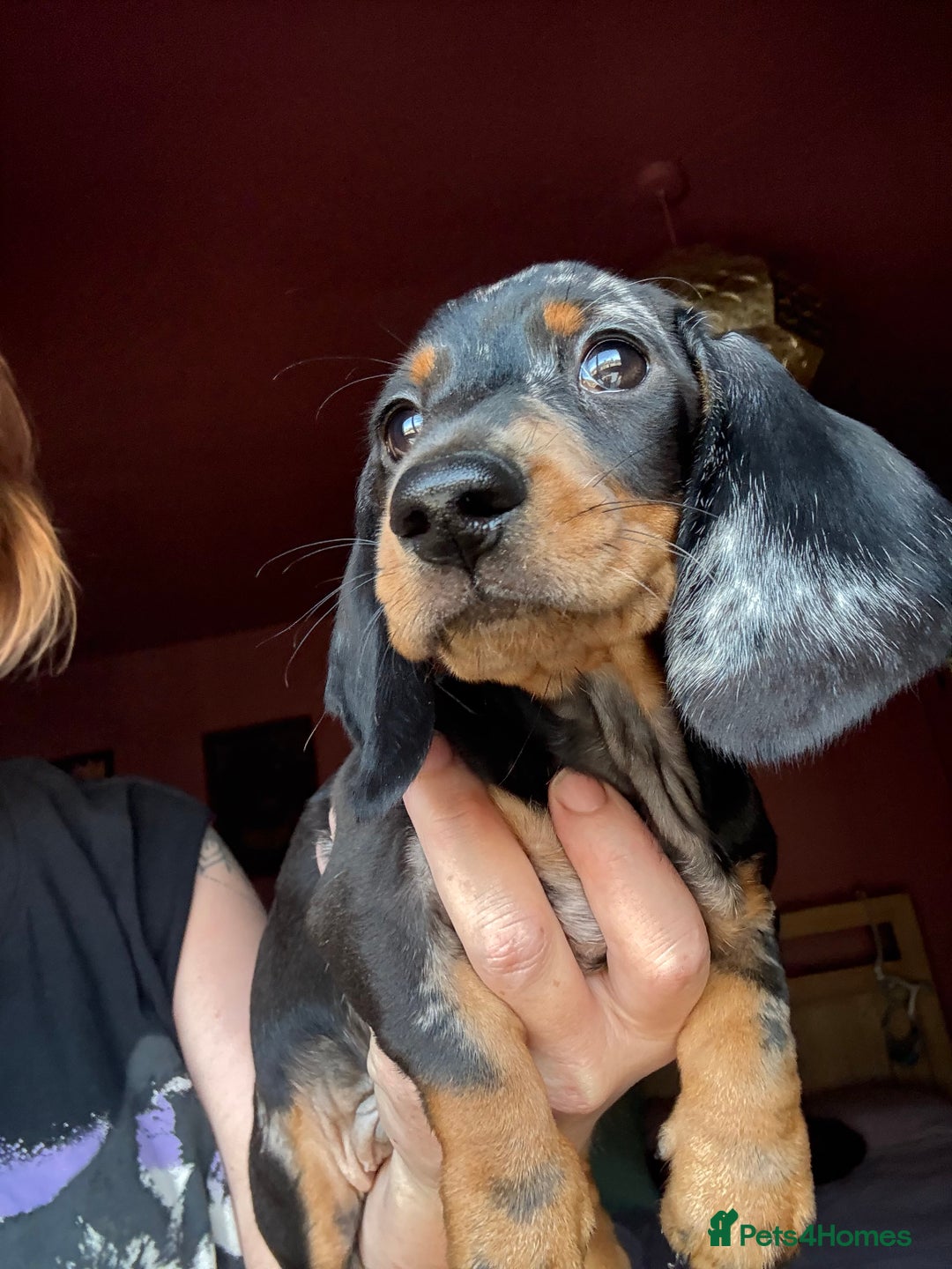 Dachshund dogs for sale: Kc reg first vac chipped licensed bundles of love  - Image 7