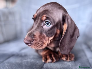 Dachshund dogs KC Registered, PRA Clear !!! Dachshund Miniature - Advert 2