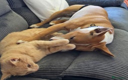 Mixed Breed dogs for sale: Dog for sale - Image 4
