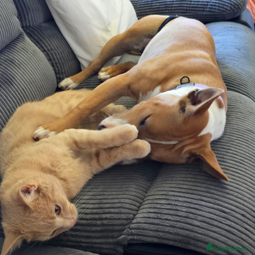 Mixed Breed dogs for sale: Dog for sale - Image 4