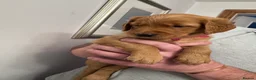 Golden Retriever dogs for sale: KC reg Dark Golden Retriever Pups - Advert 12