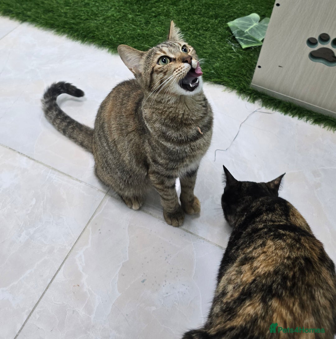 Mixed Breed cats for adoption: [Indoors Only] Lovely & affectionate Cuddlebugs - Image 11