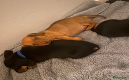 Dachshund dogs for sale: Dachshund puppys - Image 3