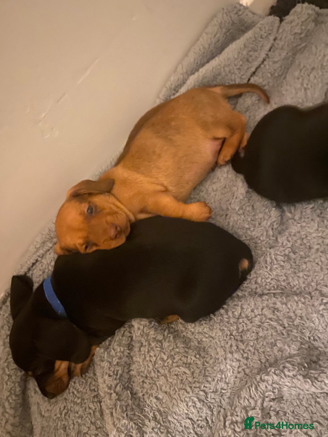 Dachshund dogs for sale: Dachshund puppys - Image 3