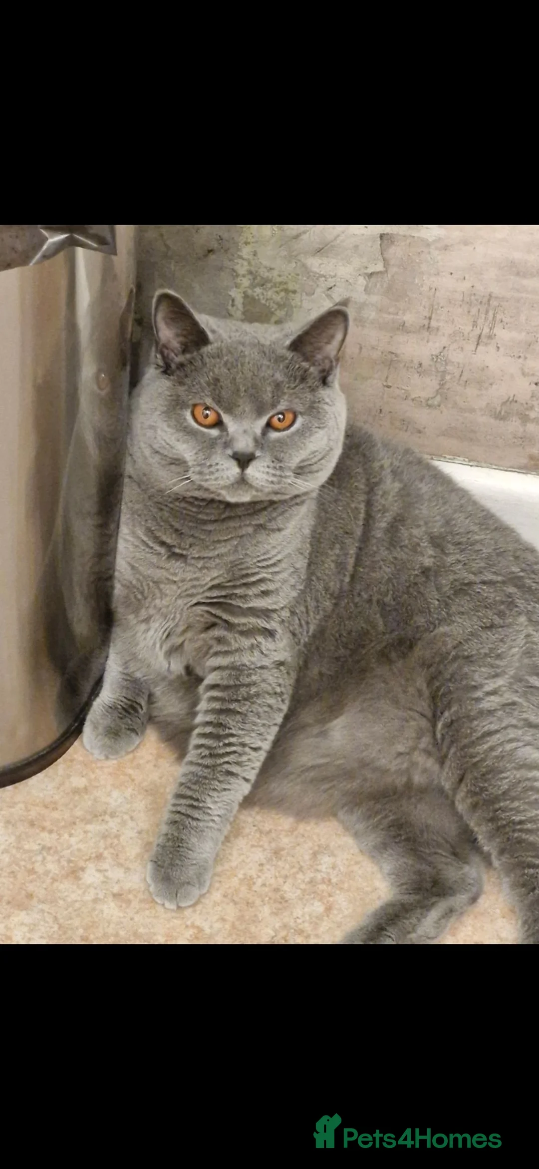British Shorthair cats for sale: 22 month old female british shorthair in Ferndown - Advert 3