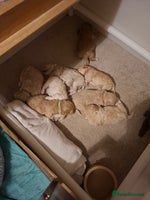 Maltipoo dogs Our Wilma's Octet of Maltipoos! - Advert 2