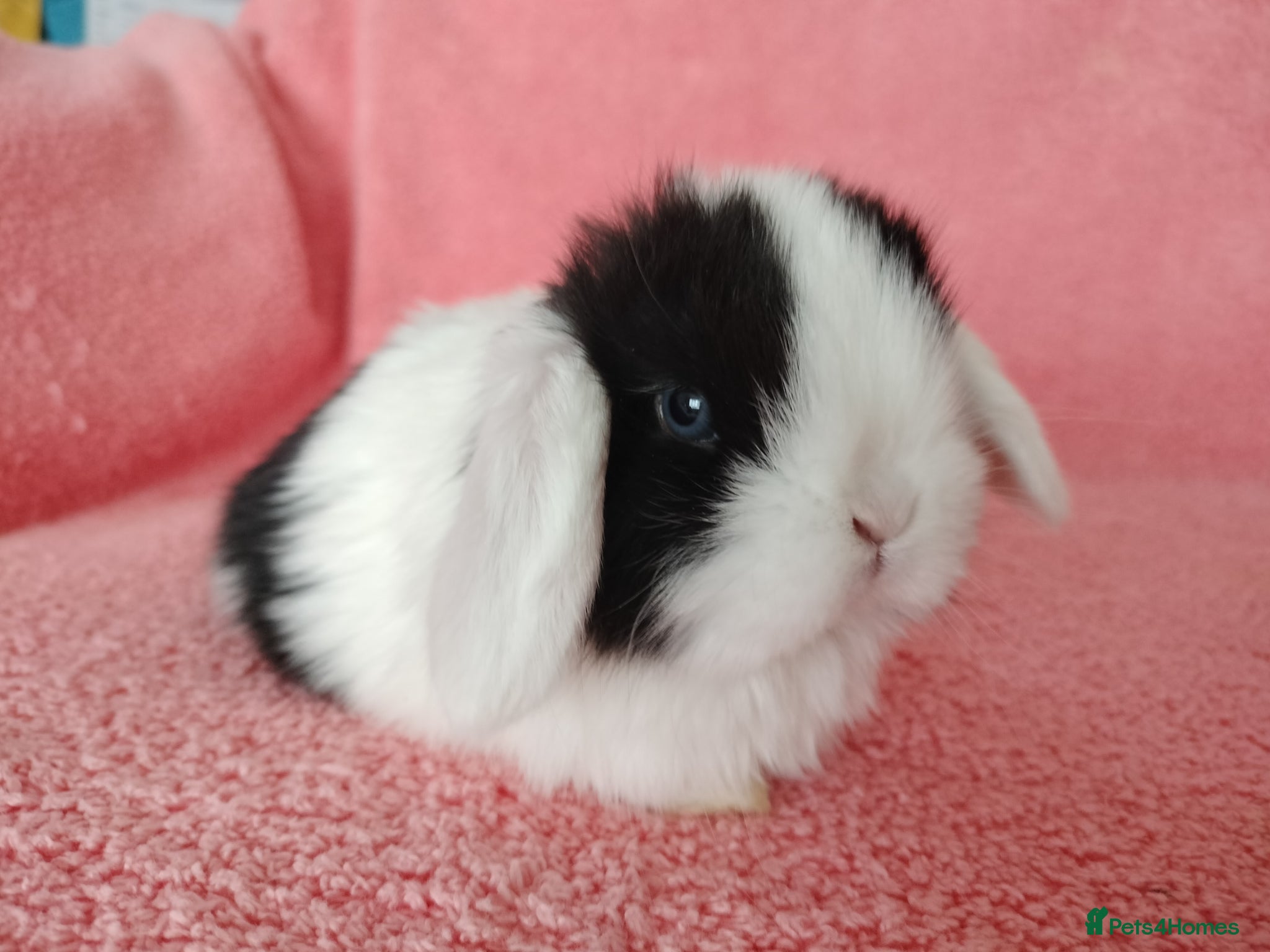 Mini Lop rabbits Baby mini lops for sale  - Advert 8