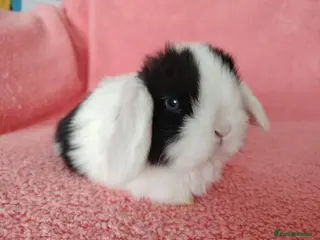 Mini Lop rabbits Baby mini lops for sale - Advert 8