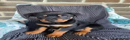 Rottweiler dogs for sale: Three gorgeous Rottweiler Girls - Advert 4