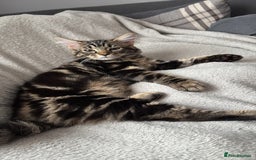 Domestic Shorthair cats for sale: kittens for sale❤️ - Image 3