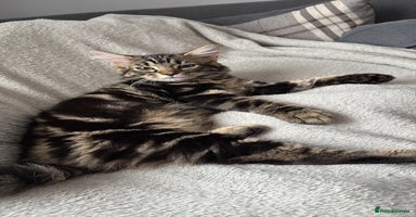 Domestic Shorthair cats - Advert 3