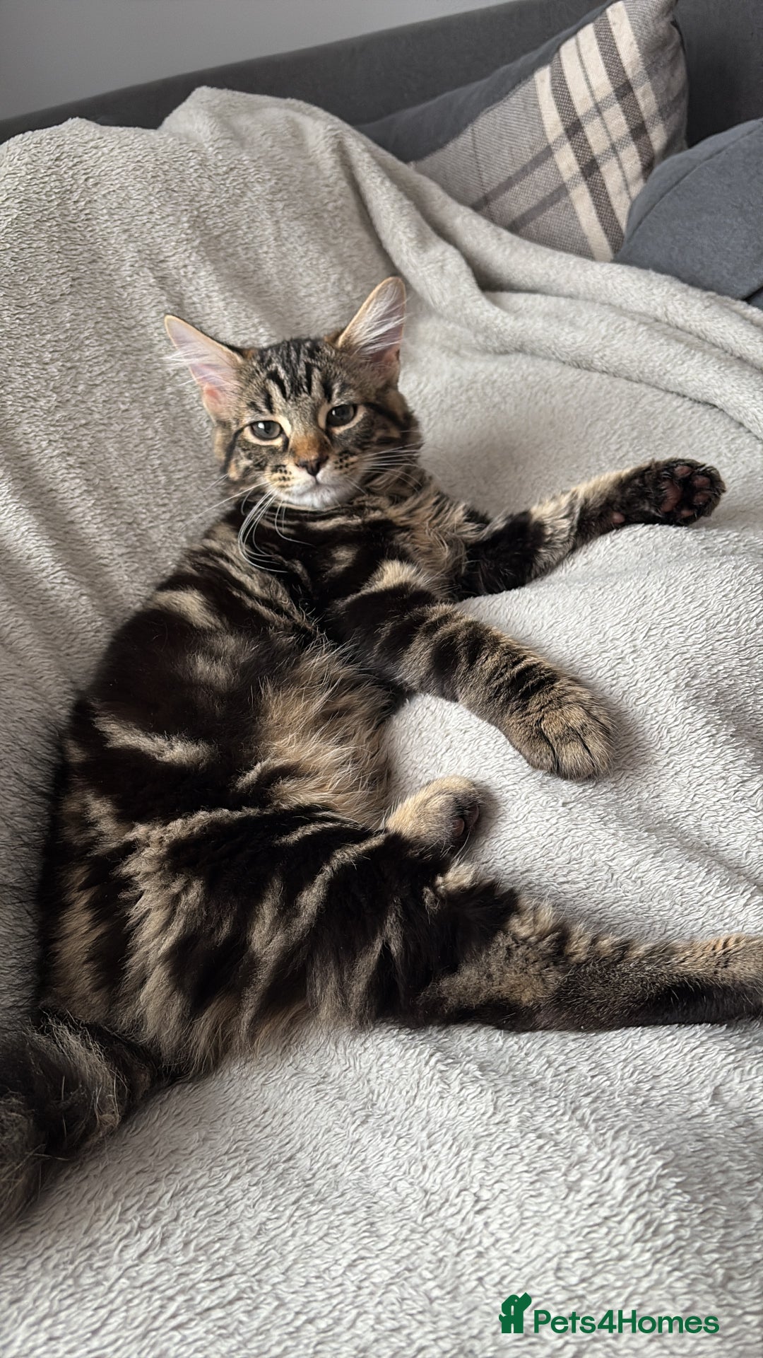 Domestic Shorthair cats for sale: kittens for sale❤️ - Image 3