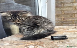 Mixed Breed cats for sale: Kitten for sale, mixed race, Scottish fold mother  - Image 8