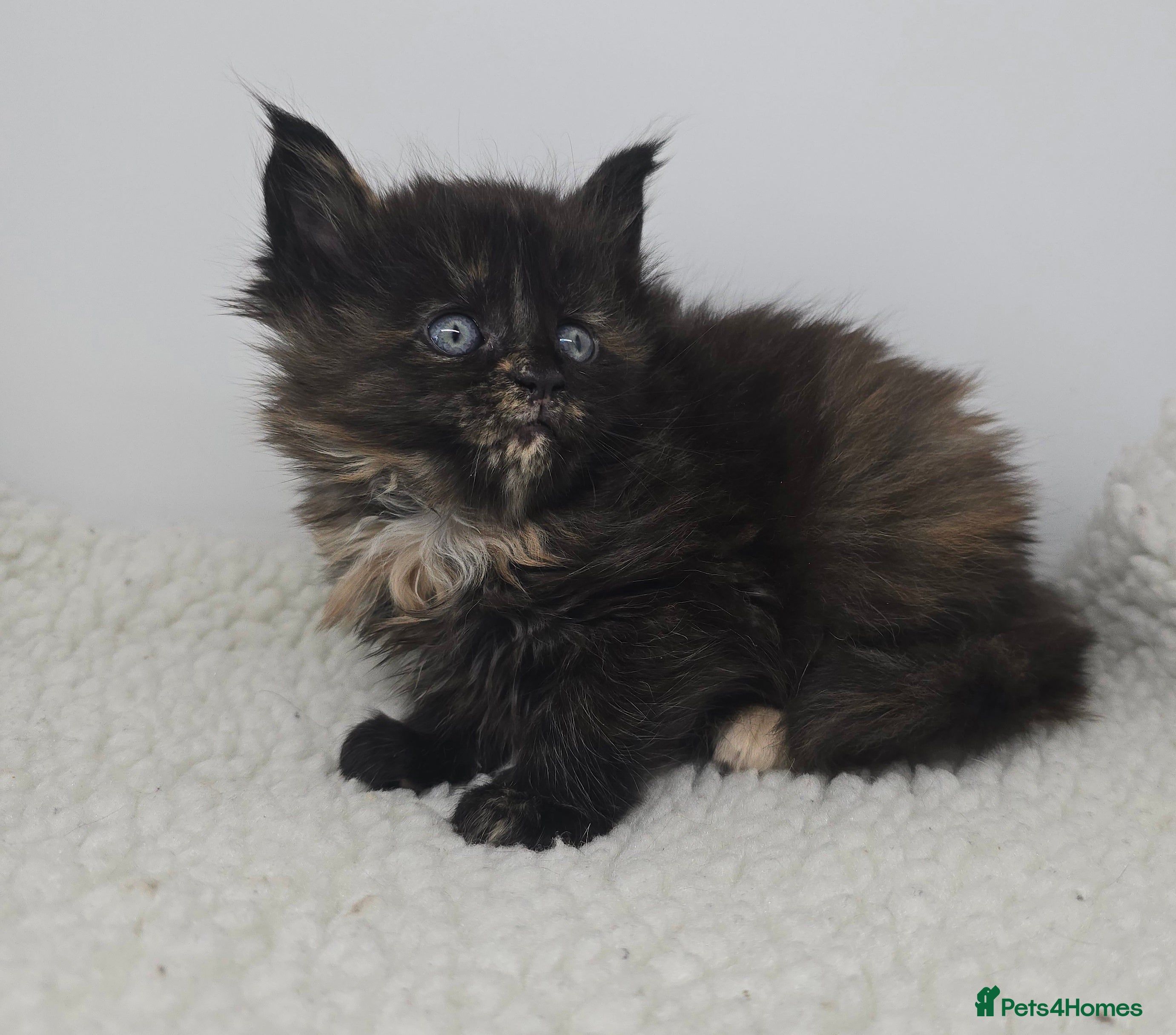 Maine Coon cats Amazing Large Purebred Maine Coon Kittens - Advert 6