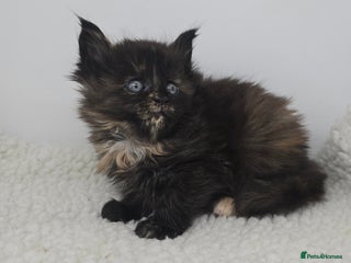 Maine Coon cats Amazing Large Purebred Maine Coon Kittens - Advert 6