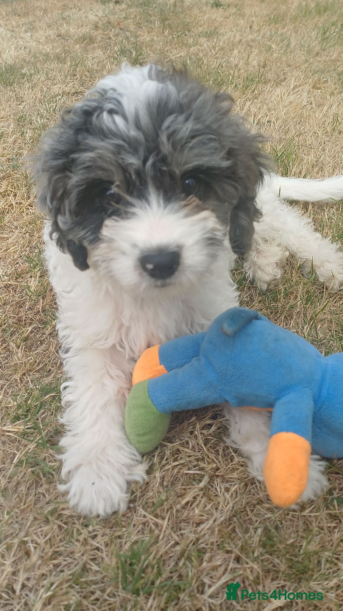 Cavapoo dogs Gorgeous cavapoo - only a couple left - Advert 2