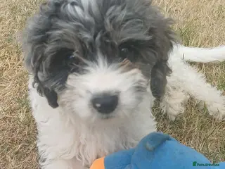 Cavapoo dogs Gorgeous cavapoo - only a couple left - Advert 5