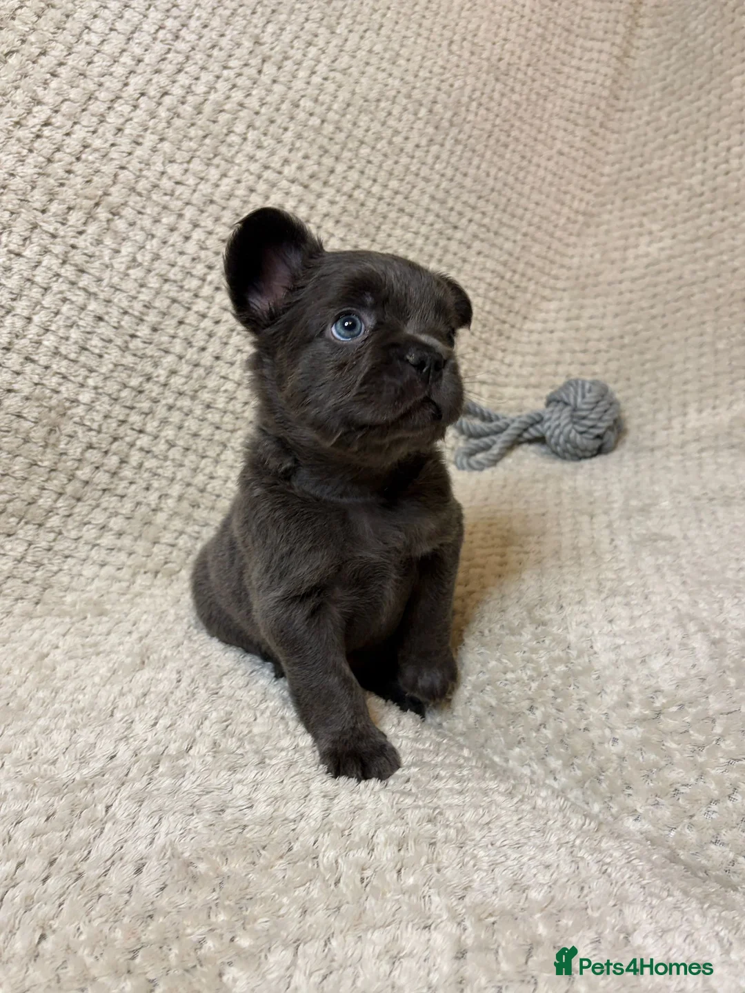 French Bulldog dogs for sale: Fluffy French Bulldogs in Bangor - Advert 14