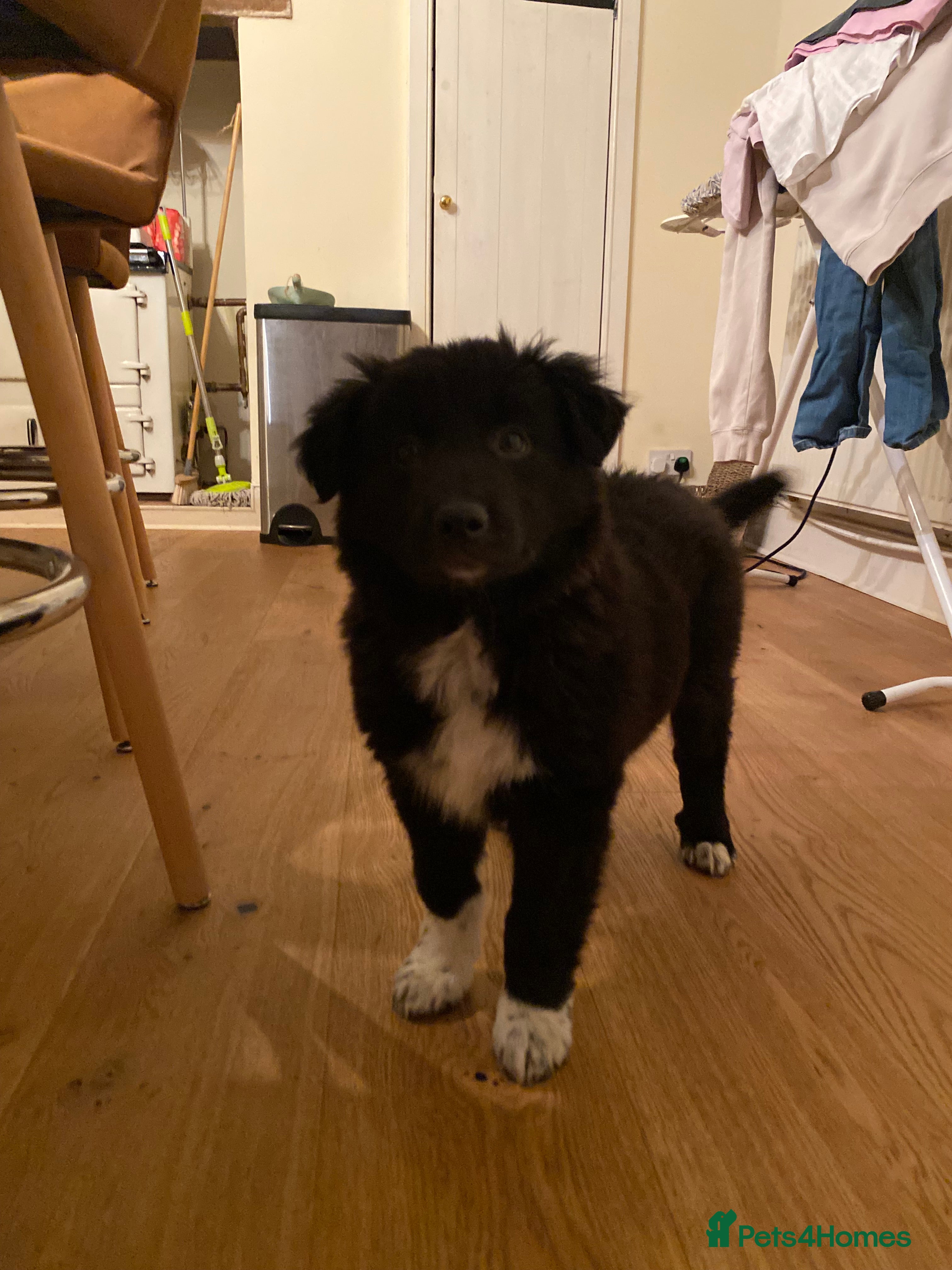 Mixed Breed dogs Collie X puppies - Advert 9