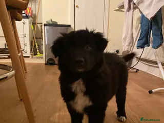 Mixed Breed dogs Collie X puppies - Advert 9