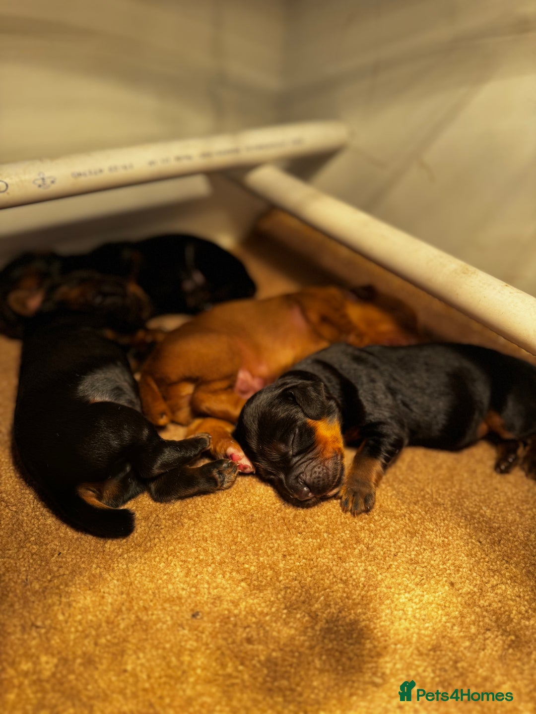 Cocker Spaniel dogs for sale: Working Cocker Spaniels - Advert 11