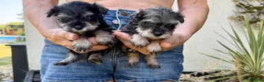 Miniature Schnauzer 6