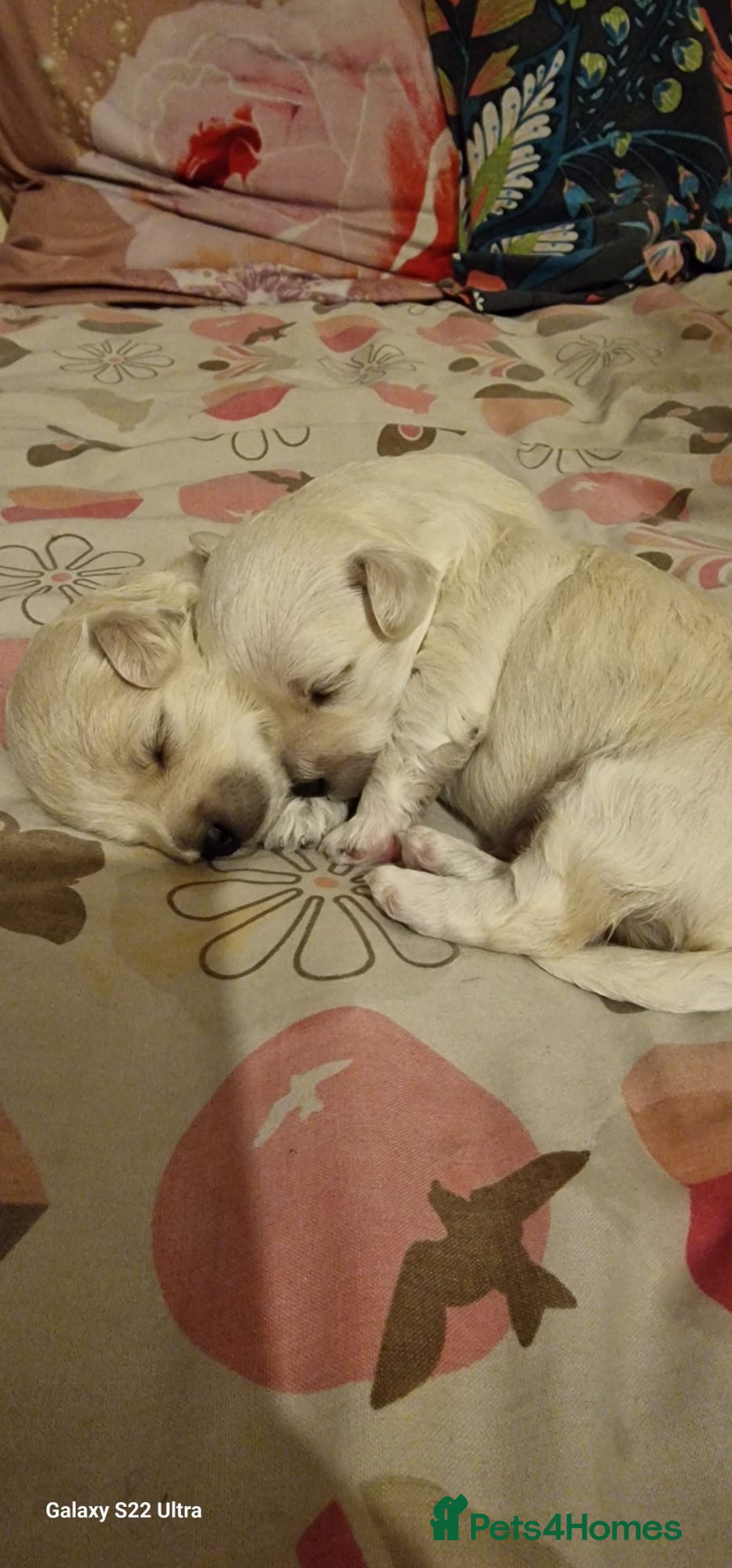 Maltese dogs for sale: Maltese puppies  - Image 4