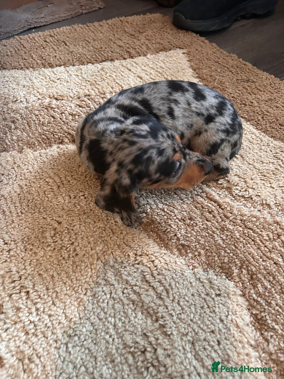Miniature Dachshund dogs for sale: Dachshund puppies boys and girls ready now - Advert 29