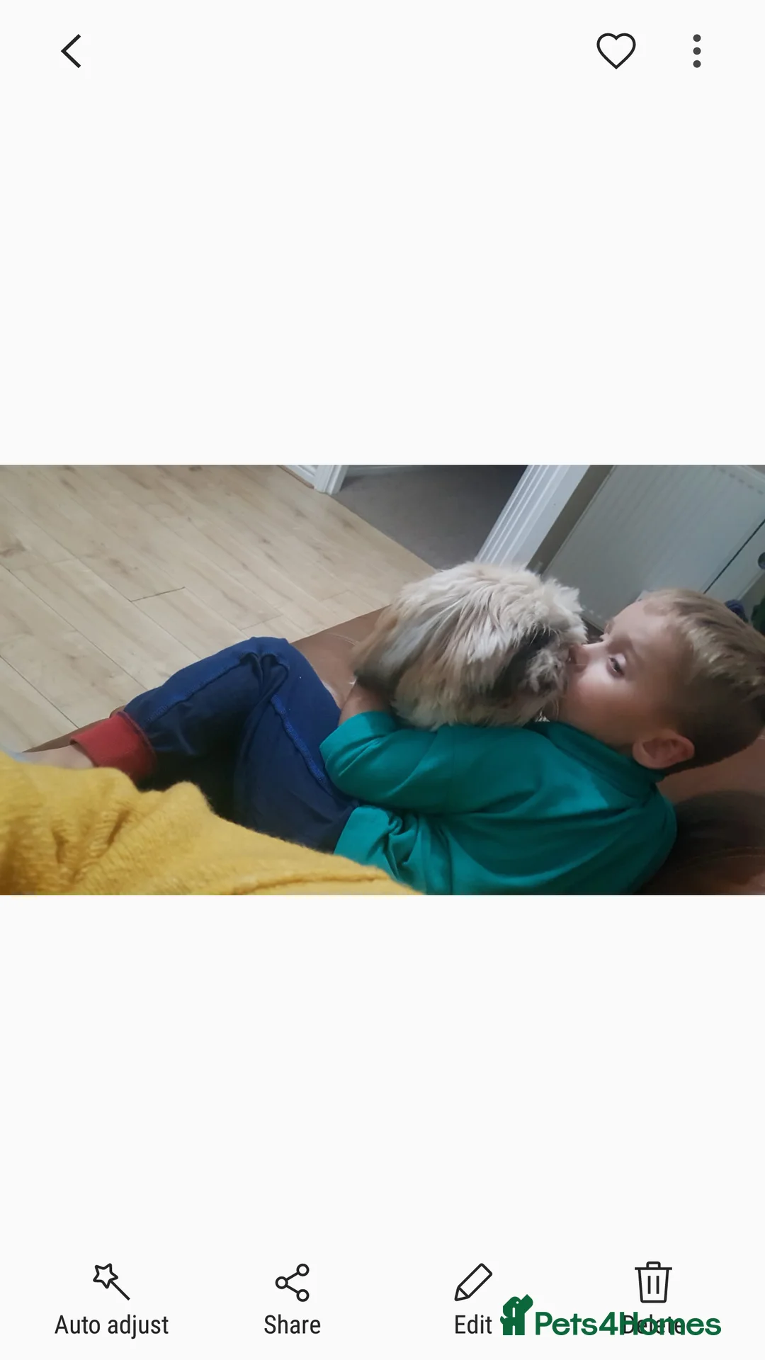 Shih Tzu dogs for stud: Stud dog in Bridgend - Advert 20