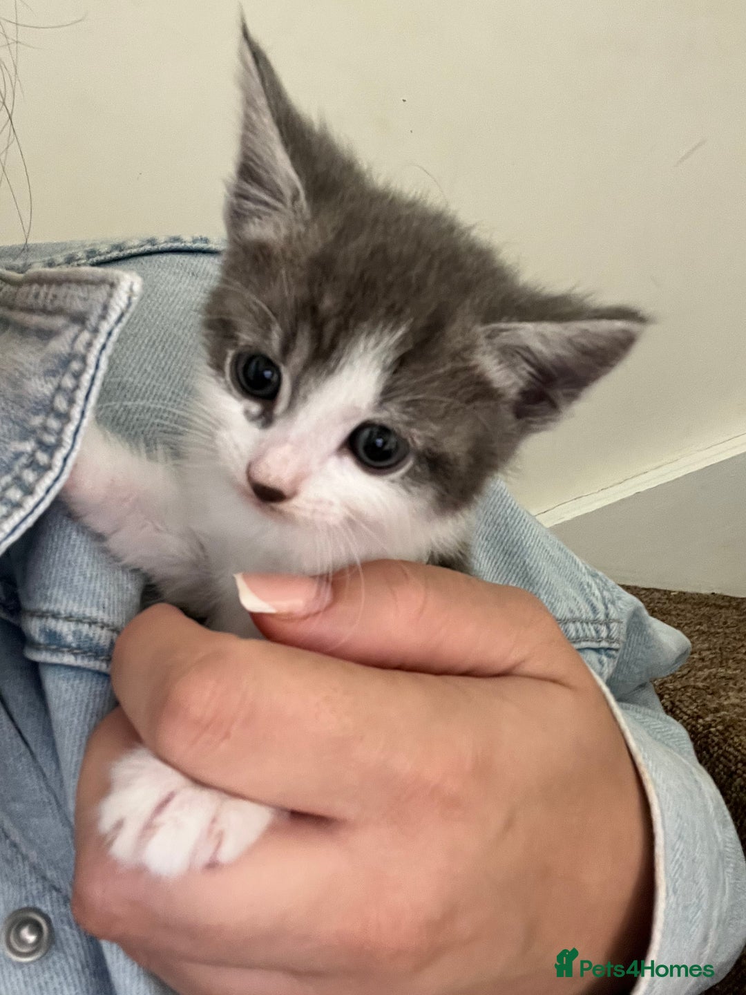 Domestic Shorthair cats for sale: Beautiful litter of kittens for sale - Image 2