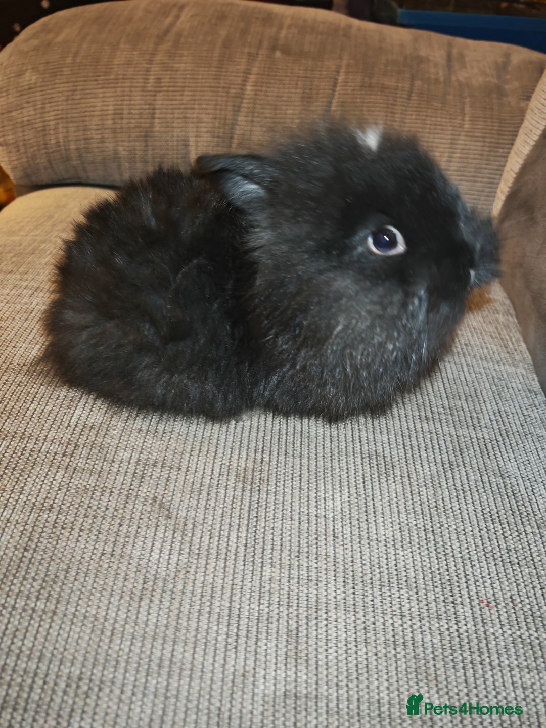 Lionhead rabbits for sale: Baby Lionhead rabbits - Advert 4