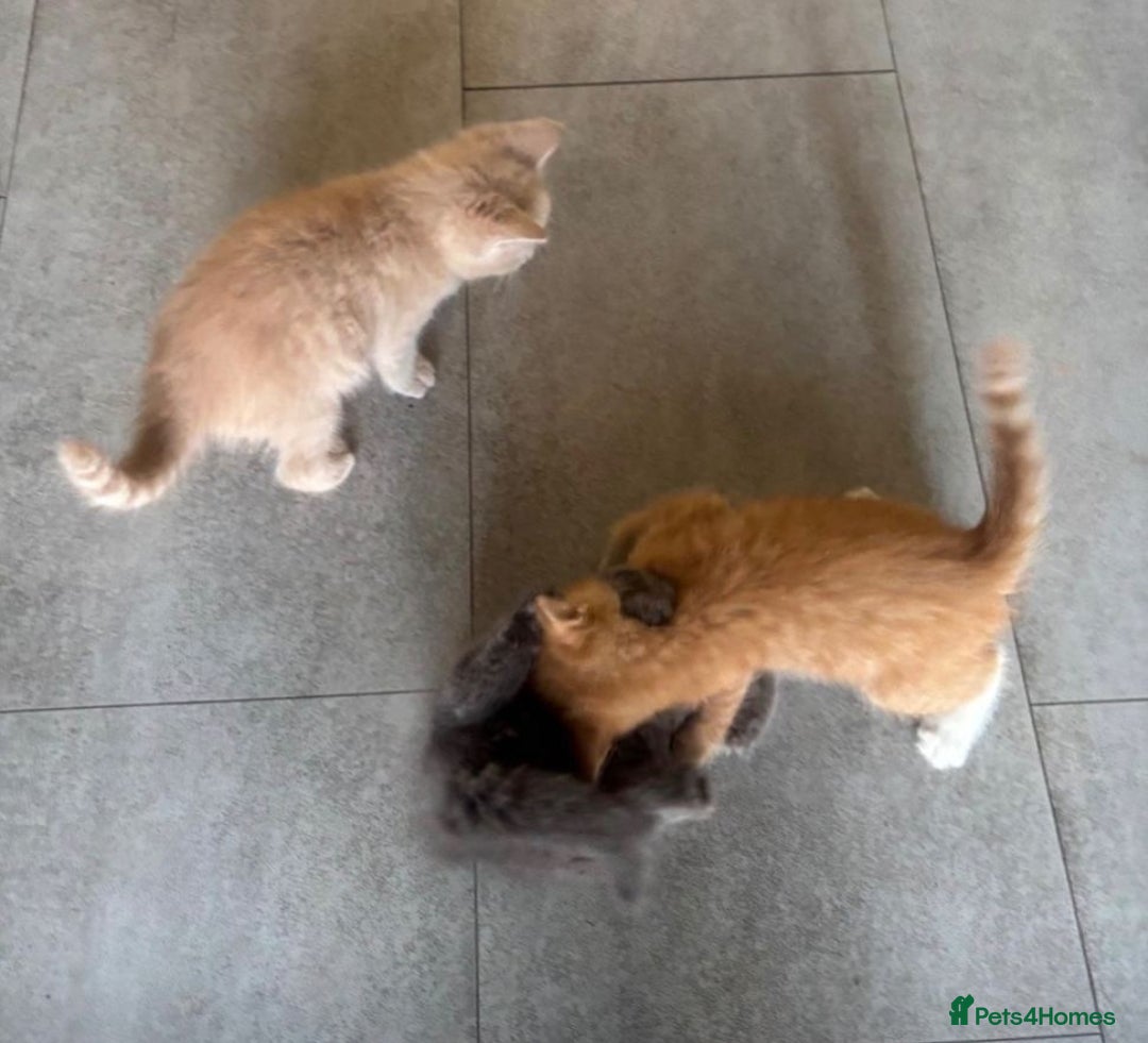 Mixed Breed cats for sale: Ginger girl & boy kitten  - Advert 5