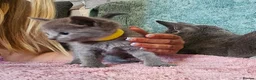 Russian Blue cats for sale: TICA Russian Blue  - Advert 15