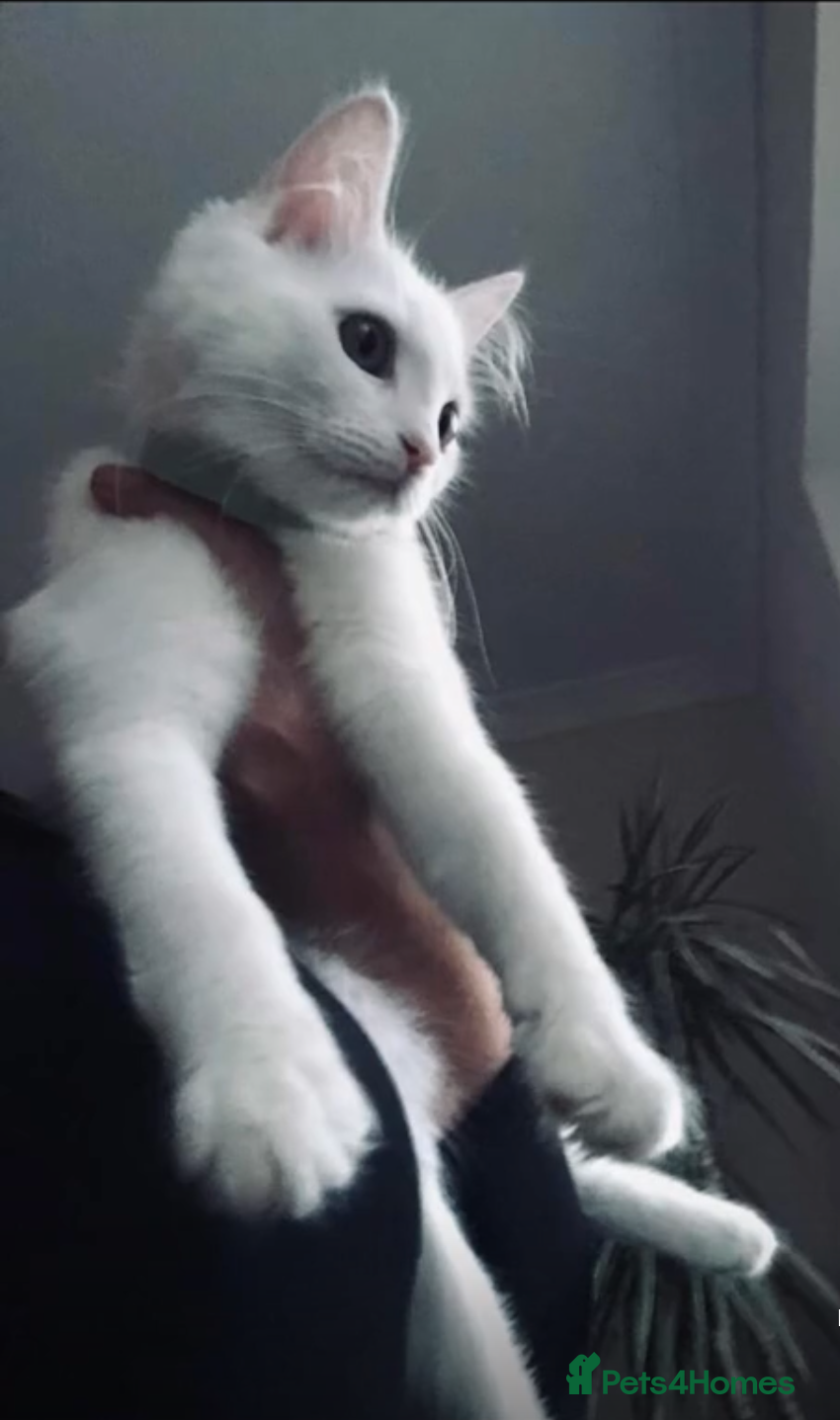 Turkish Angora cats Princess Luna  - Advert 2