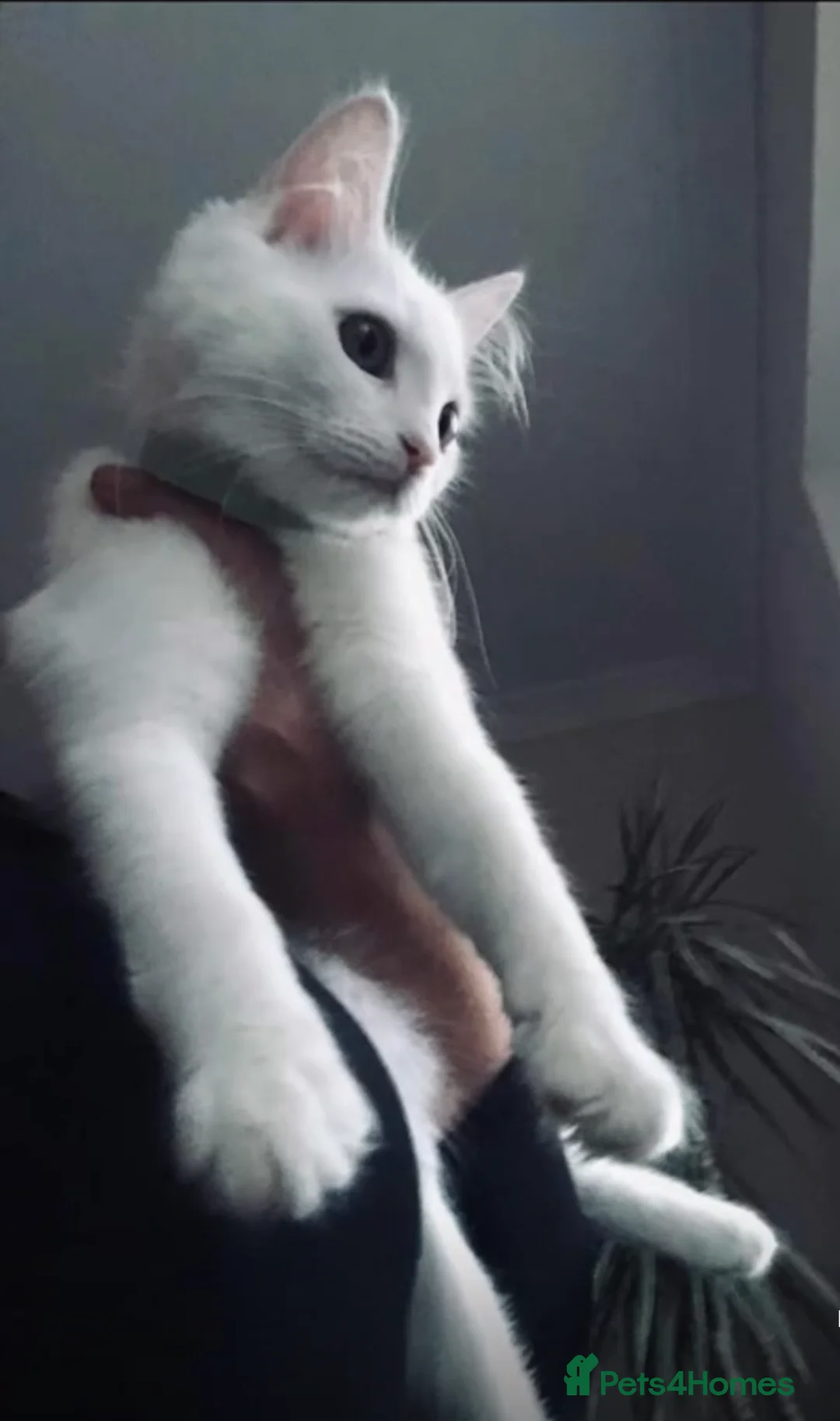 Turkish Angora cats for stud: Princess Luna  in Northampton - Advert 1