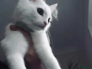 Turkish Angora cats Princess Luna - Advert 2