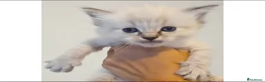 Ragdoll Kitten 1